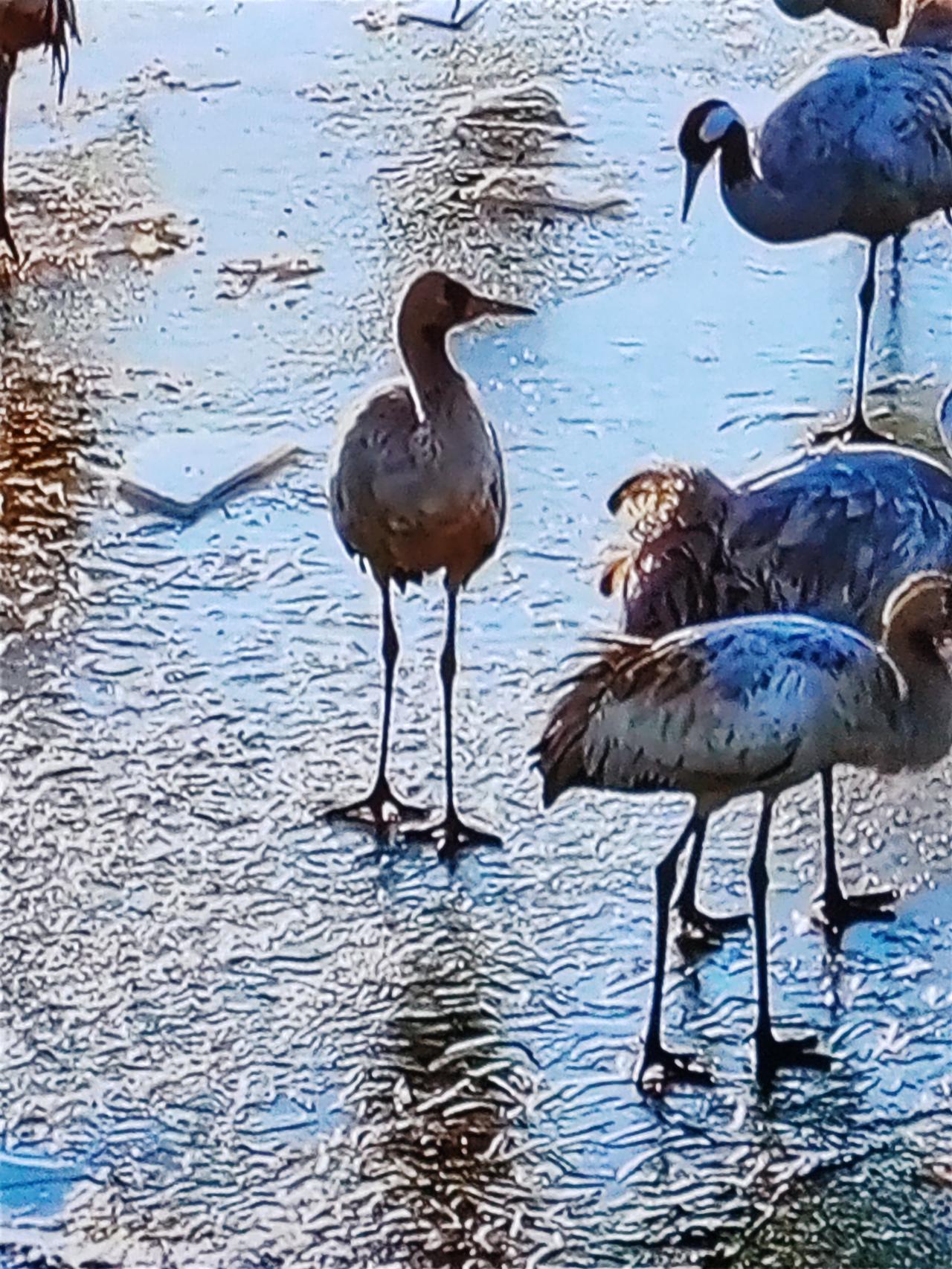 晒晒你的原创摄影作品《冬鹤暮阳》冰湖冬日冷，寒鹤兀立中。暮阳悄然致，美景当即生。