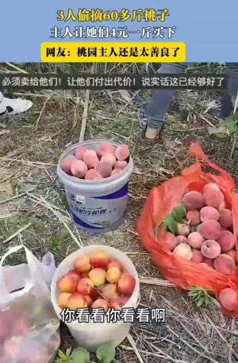 “还是太轻饶她们了！”6月9日，安徽，三个人偷了女子60斤桃子，她没有报警，而是