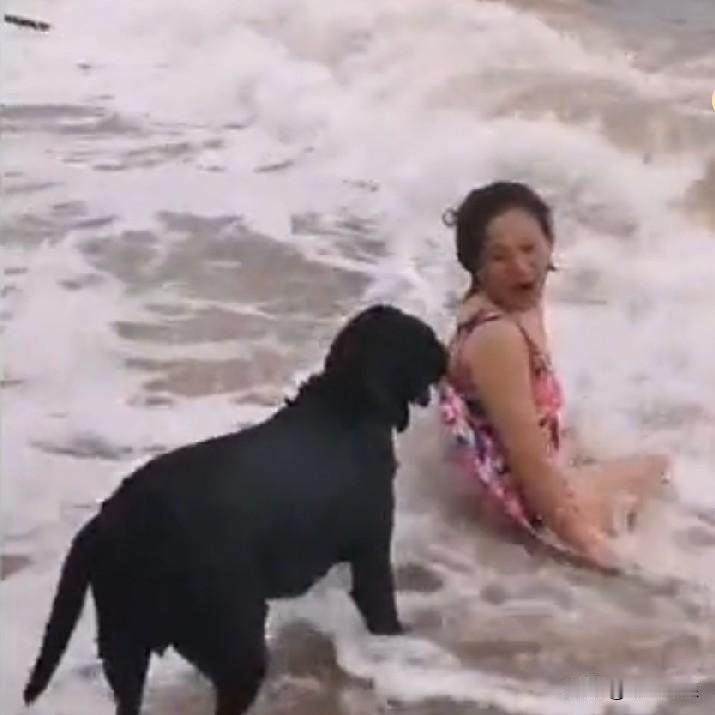 美女主人在海滩上玩水，一个海浪即一个海浪拍打过来，狗狗生怕主人有危险，硬把主人拉