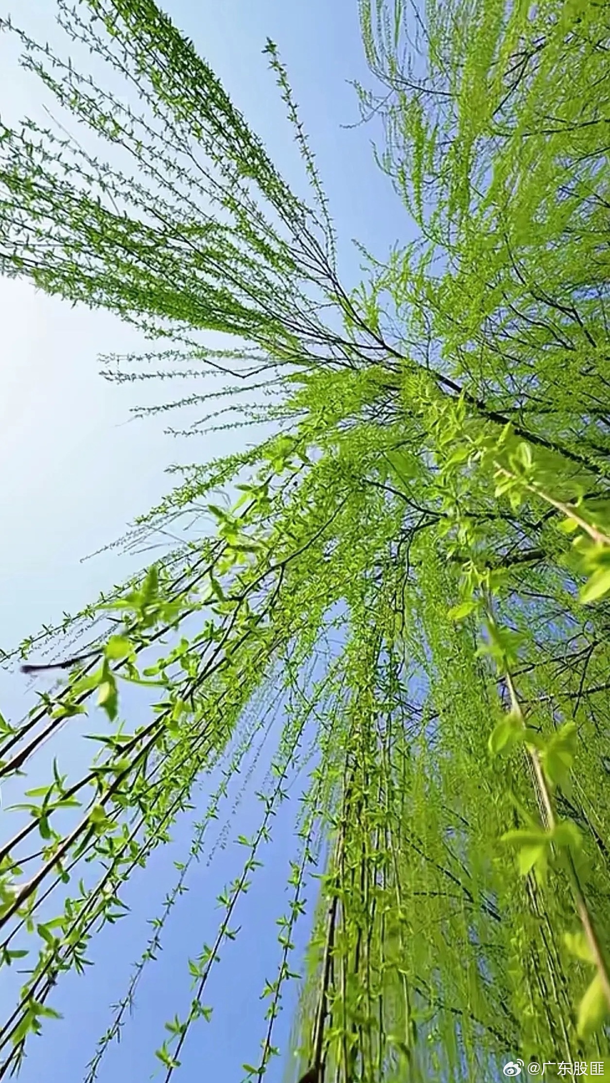 股市最狠三条铁律第一条：冷门股不做短线，热门股不做长线。第二条：股价高位不做长线