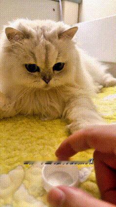 这视频我看好几遍，这小猫真是个小犟种，平常压根不让人摸爪子。主人拿个小瓶盖放到它