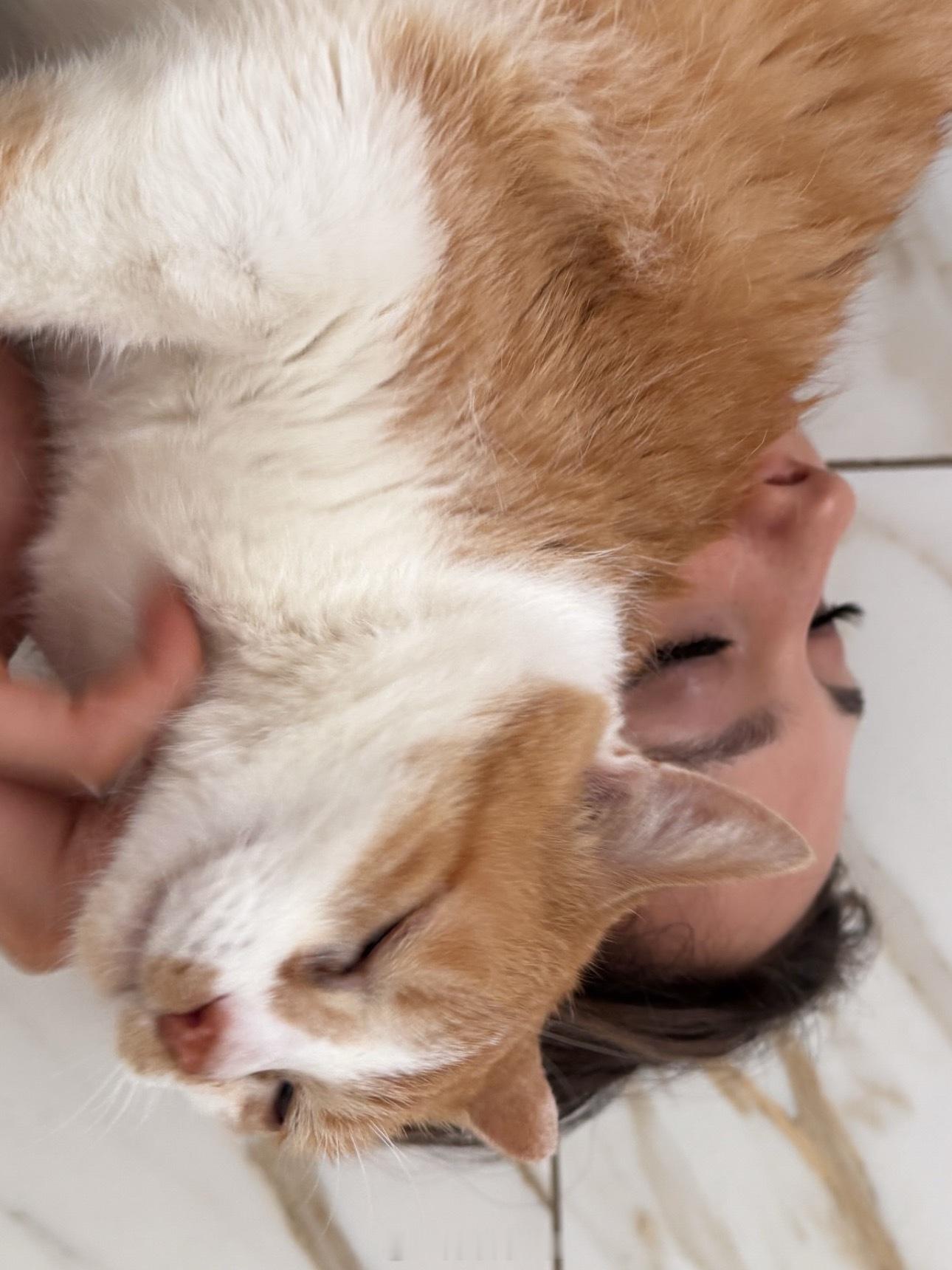 人生信条：喜欢橘猫的人坏不到哪去​​​