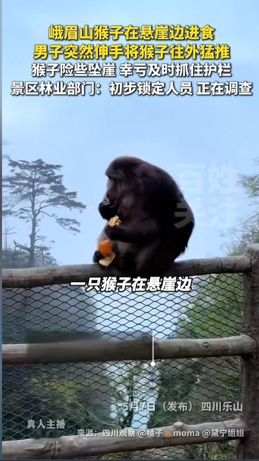 “脸都不要了！”5月7日报道，四川乐山，一只猴子正蹲在悬崖边上的栏杆上，安安静静