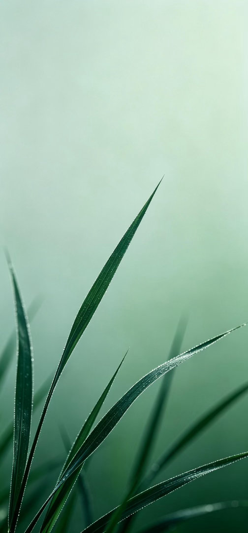绿色护眼壁纸​​​