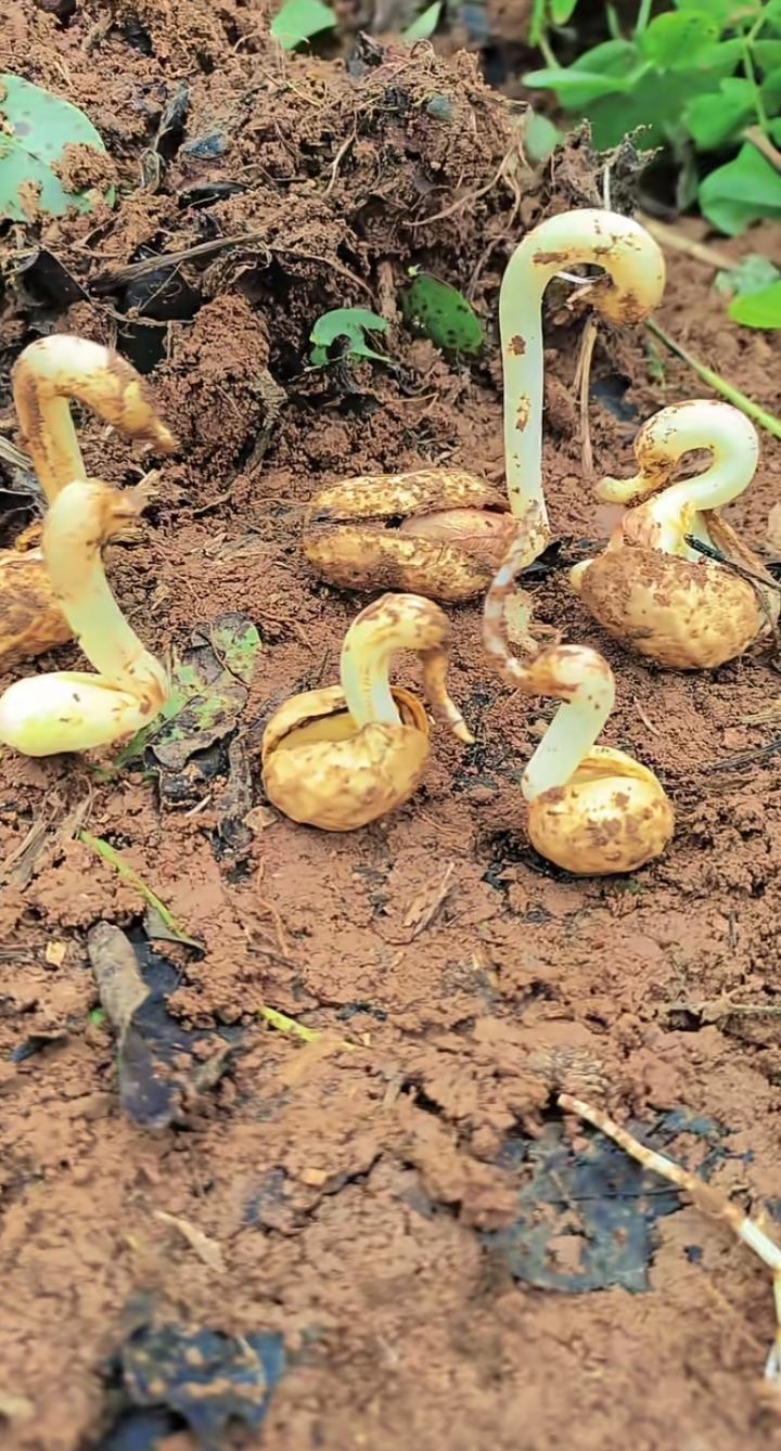 花生在琢磨,有嘴有头又有脖,到底是鸭还是鹅,没有红掌拨清波,只有烂泥裹着我[泪奔