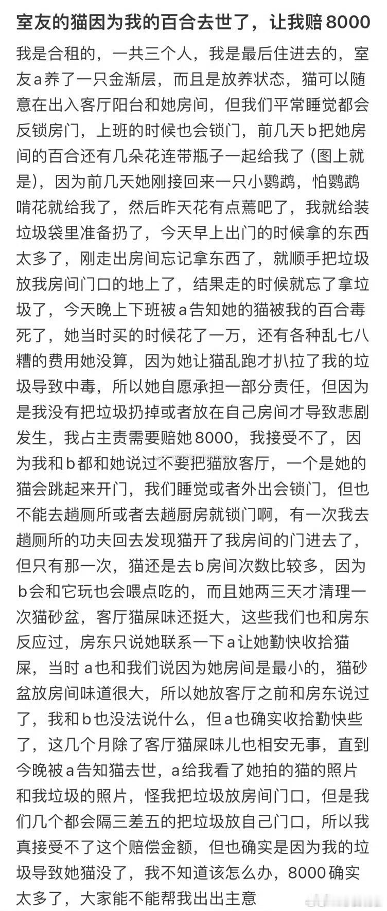 室友的猫因为我的百合去世了，让我赔8000