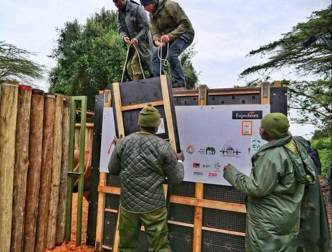 ✈️4月28号，四只比大熊猫还稀有的“林中之王”，刚刚完成了从欧洲到非洲的跨国