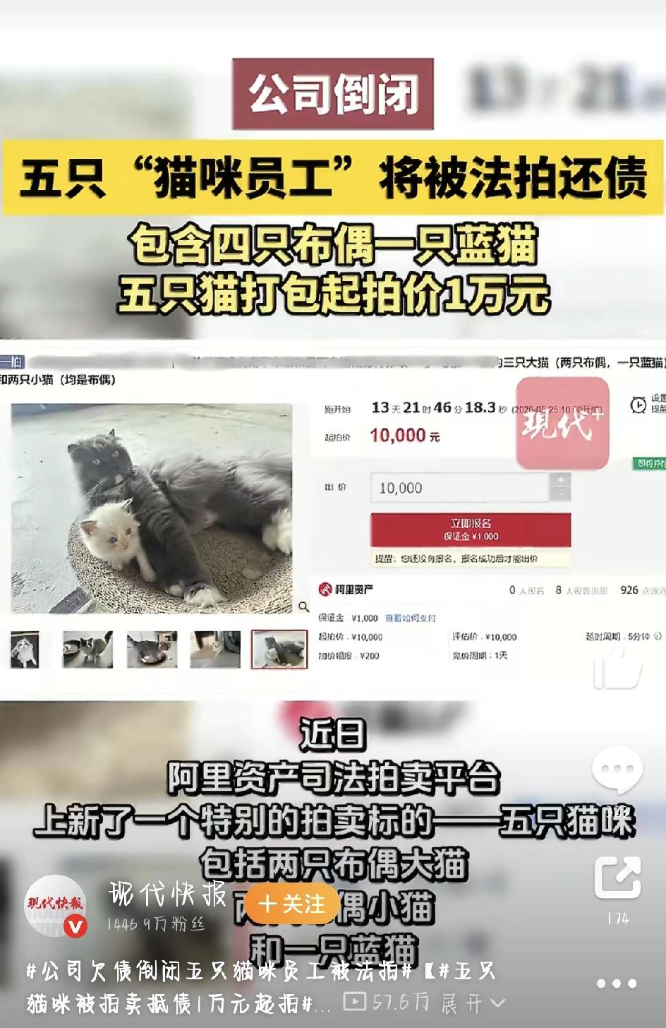 你听说过公司倒闭了，连养的猫都要被拿去拍卖吗？最近网上就有这么一件稀奇事儿，在阿