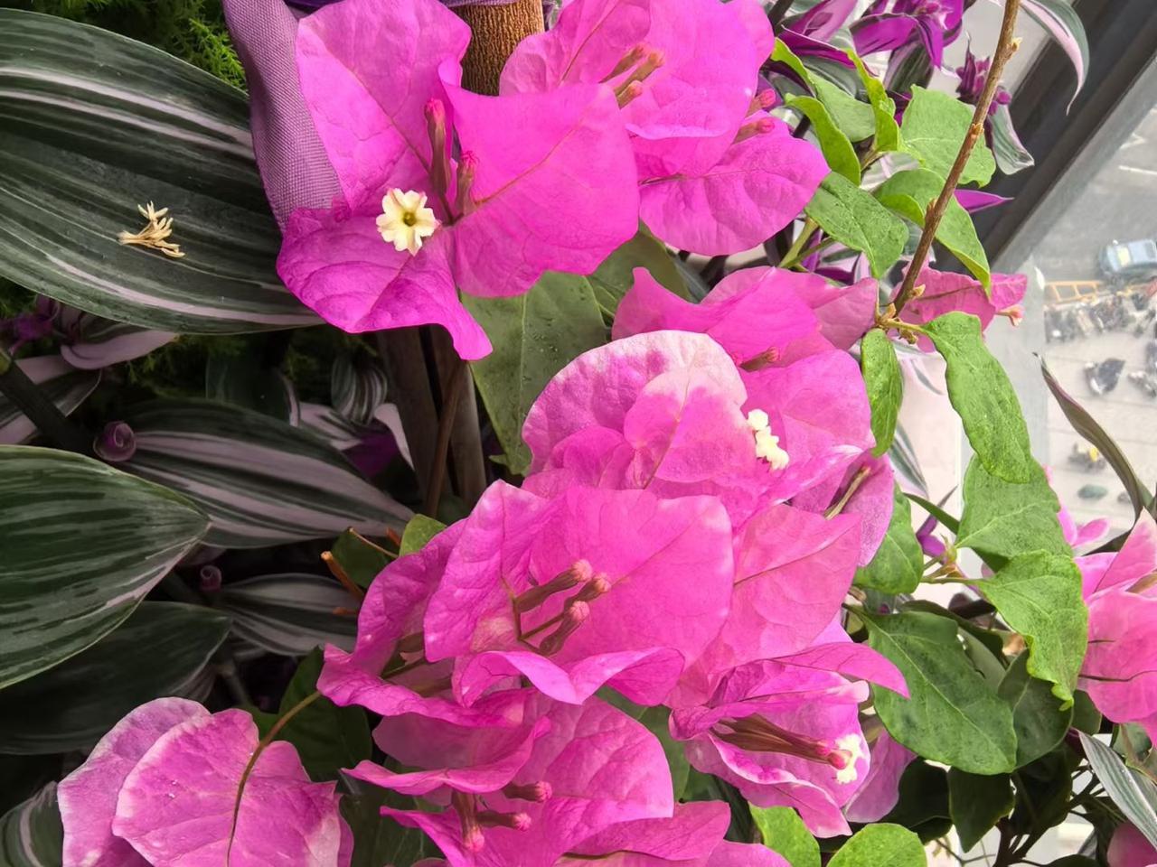 湖南44岁婆婆刚当婆婆就怀孕！儿子儿媳刚结婚一个月，全家陷入两难，不知道该怎么办