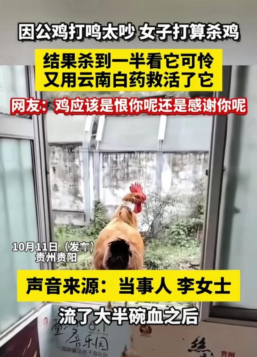 仇人变恩人女子嫌鸡太吵，打算杀了鸡，杀到一半觉得这鸡太可怜了，然后又给它上了云