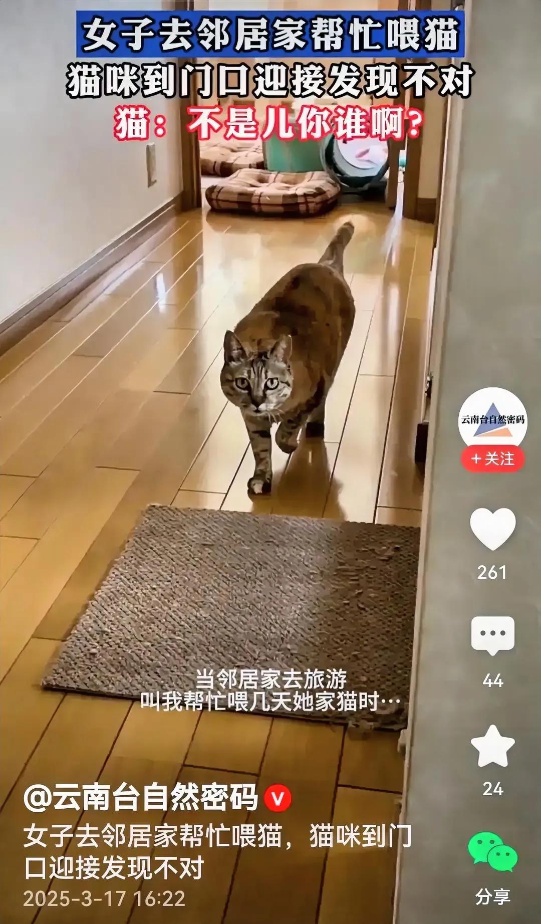 猫咪一脸懵看见没？当女子去邻居家帮忙喂猫出现在猫咪面前，猫咪不但两眼直勾勾一脸