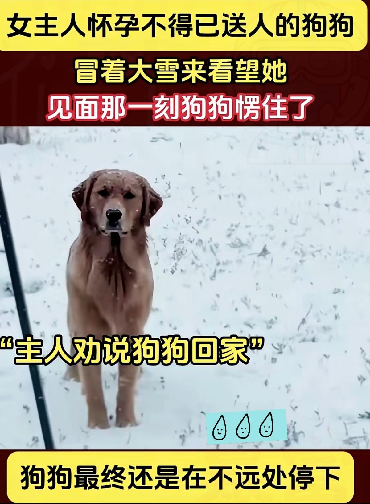 大雪天里金毛冒寒奔回旧家的模样，真的看一次破防一次！原来动物的忠诚，从来都藏在不