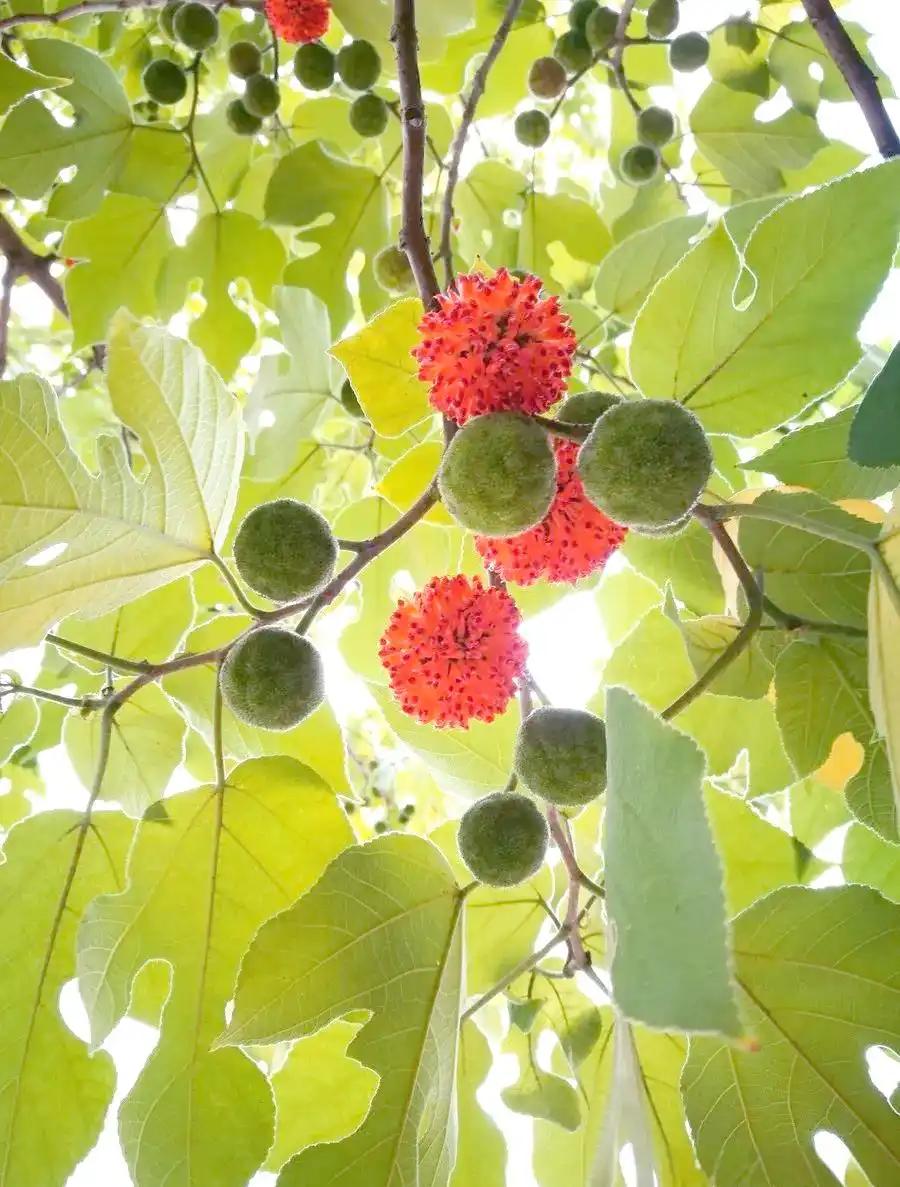 4月的"树上灵芝"，路边那棵没人搭理的构树，正在悄悄挂出今年最好的一茬吃食。