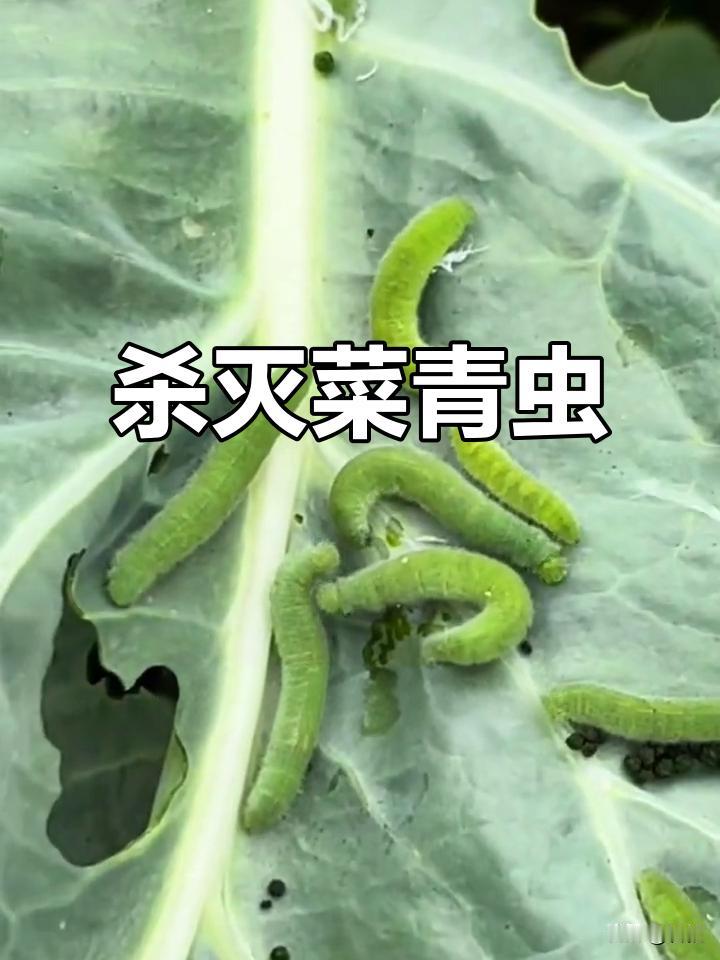 家庭小菜园菜青虫怎么防治？自家小菜园种白菜、萝卜、油菜，最烦的就是菜青虫！白色