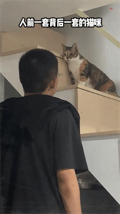 人前一套背后一套的猫咪​​​