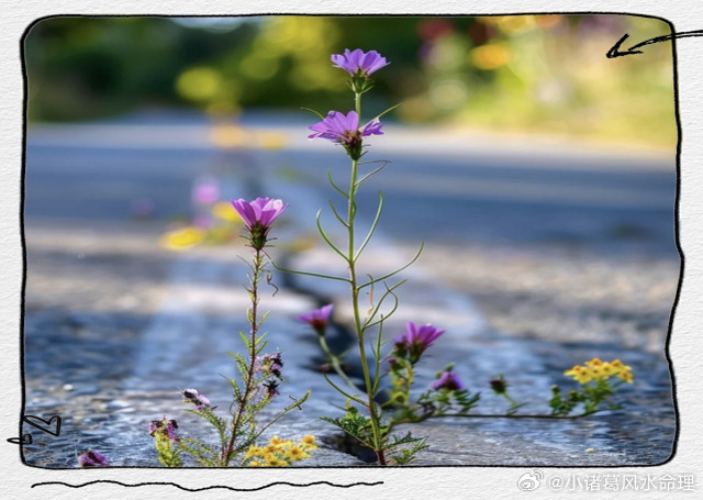 属马人属马人在2026年当中会进入自己的本命年，处于午午自刑的局面中，各个方面运