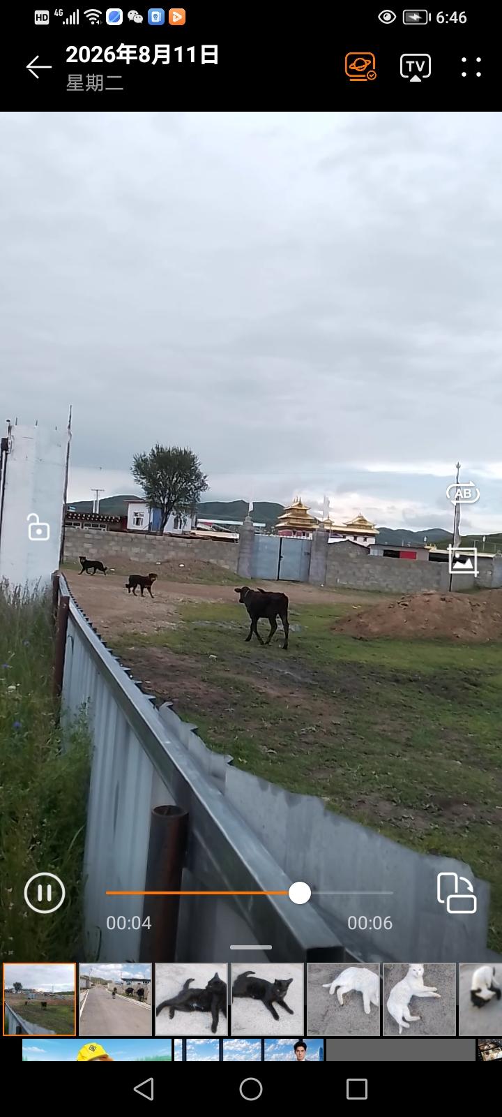 我懂这种感受！之前我住的地方外面也经常有狗晃悠，一到晚上我就打怵出门。有次晚上急