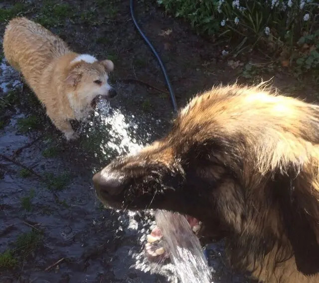 喝水被截胡了，柯基的内心是崩溃的[笑着哭]