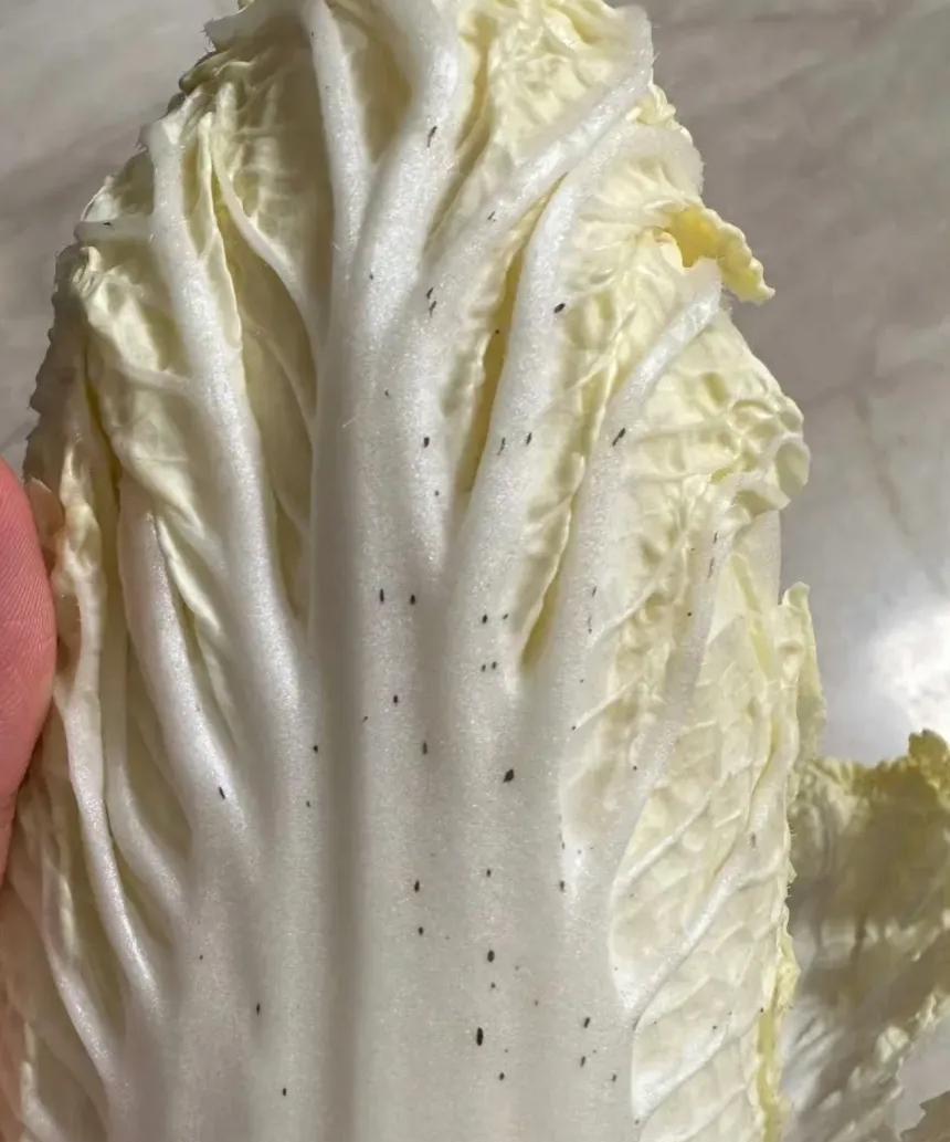 存放了几天的白菜，叶柄上出现了一颗颗黑色斑点，这样的白菜还能吃吗？我发现不仅在普