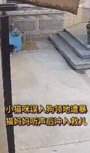 母爱没有界限！小猫咪玩耍时误入狗领地遭撕咬，猫妈妈听到后，奋不顾身冲上去救孩