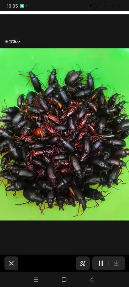 坐标临沂，餐馆一盘50只的山水牛要750元。给想跟风去抓山水牛赚外快的朋友提