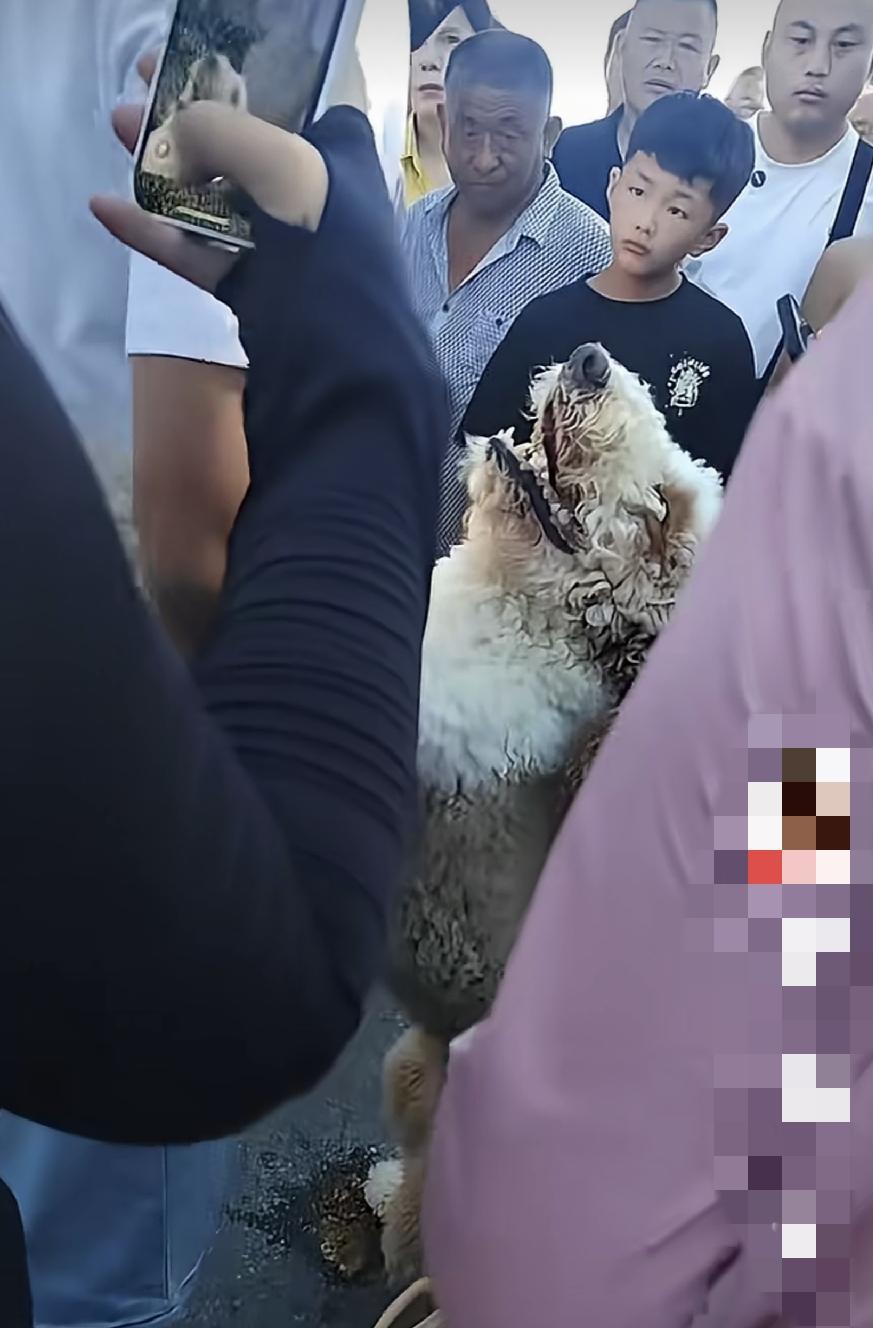 （河南商丘在狗市）发现自己丢失的狗，卖狗的商贩不认可这个事，俩人嚷嚷起来了，给我