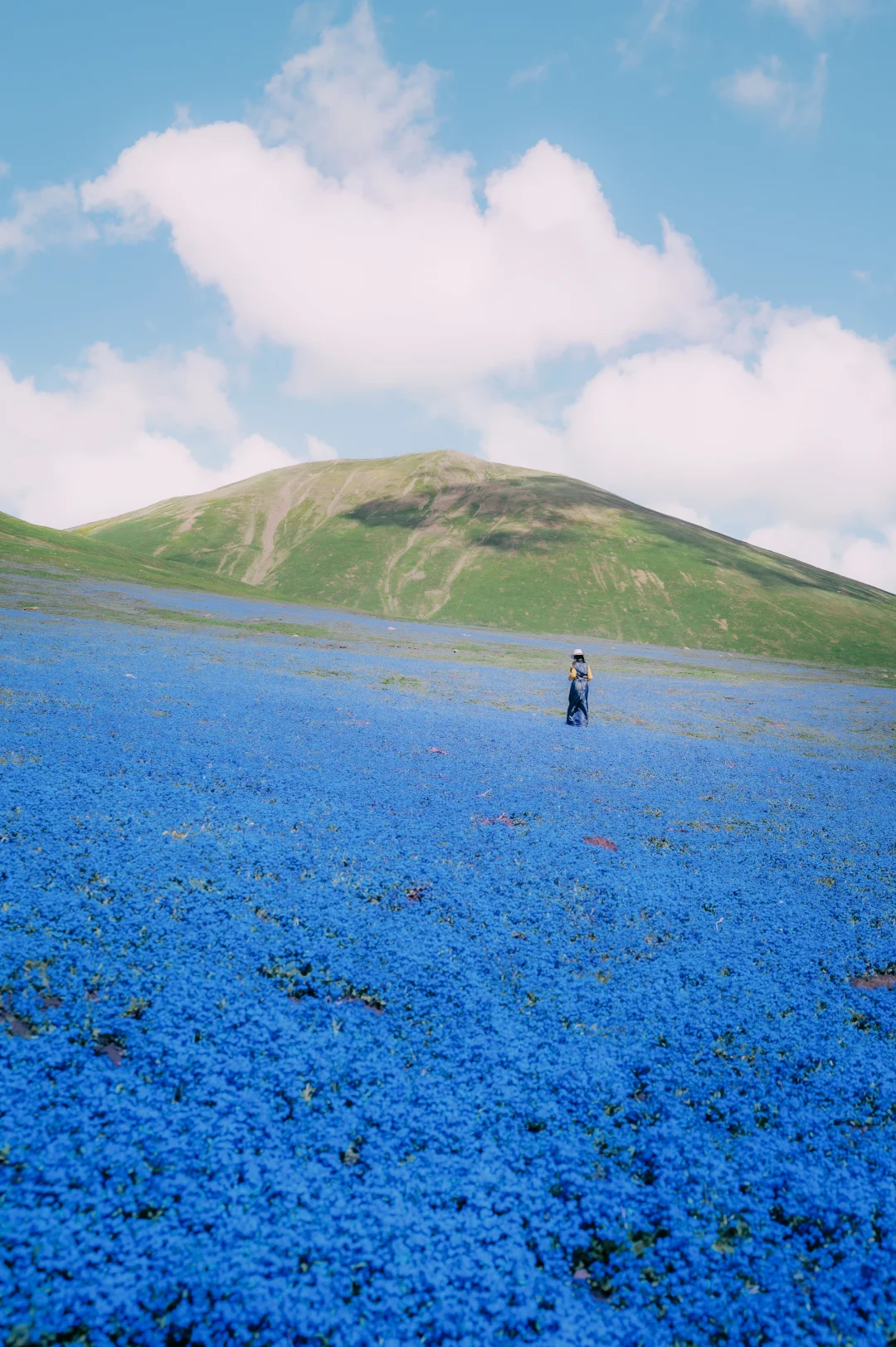 川西花海汇总