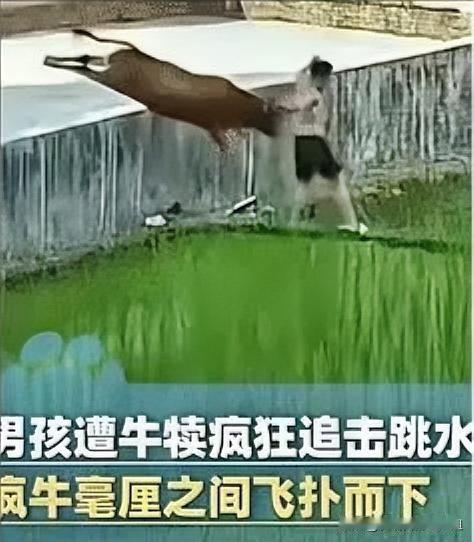 “太吓人了！”，广东，一男孩在家门口玩耍，突然遭到牛犊的追击，男孩反应迅速，直接