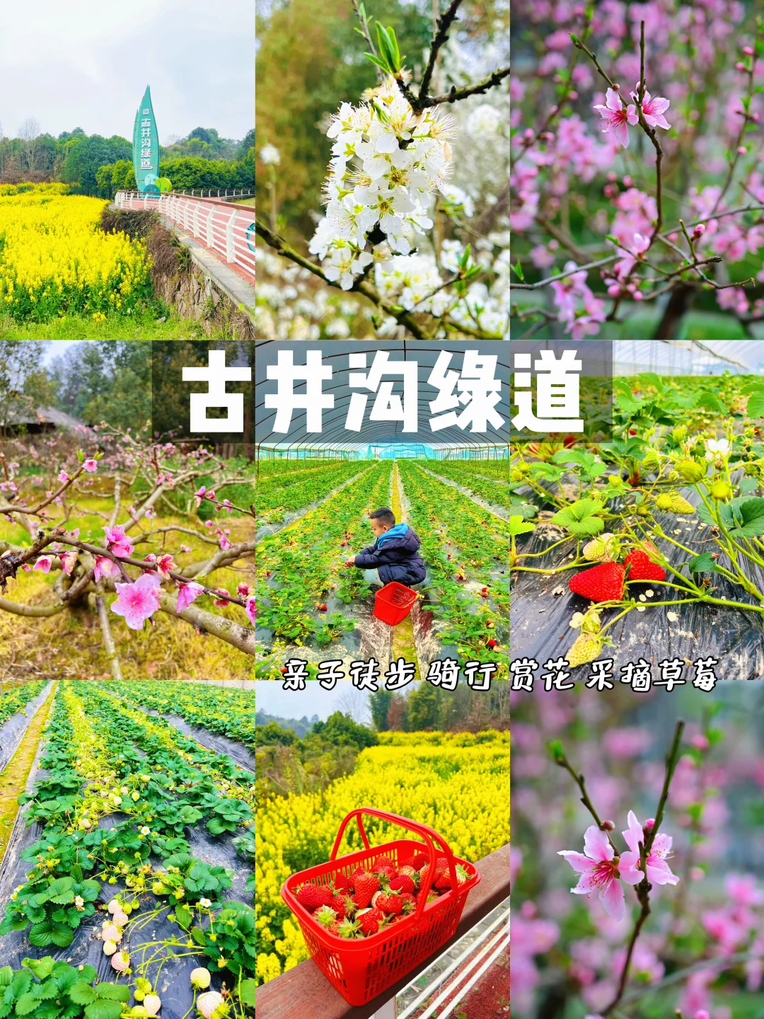 南门出发40min‼️古井沟绿道徒步赏花摘草莓