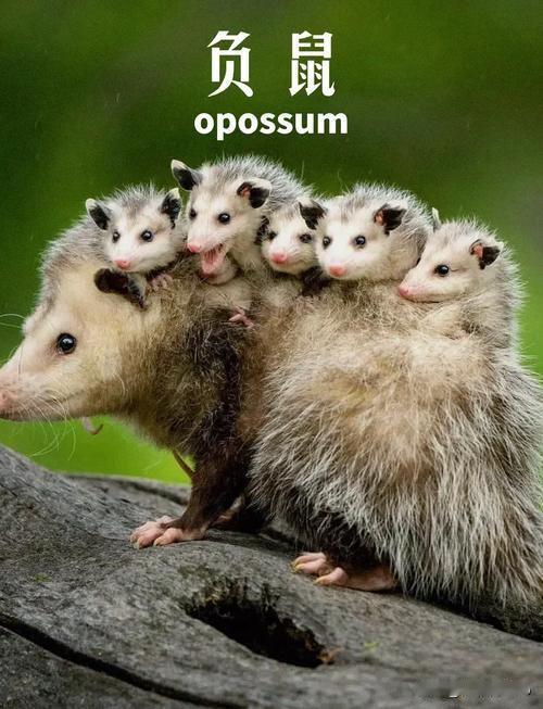 负鼠装死竟是高超演技？揭秘动物的生存智慧最近，俄罗斯动物园发生了一件趣事，十几