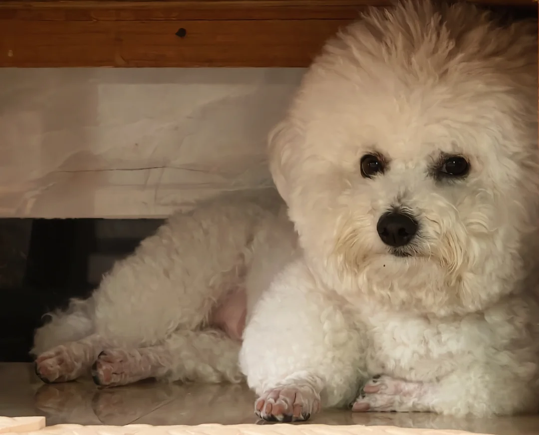 猪里猪气的小狗