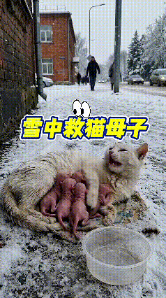 刷到这个AI视频内心很触动。冰天雪地的街头，猫妈妈刚刚生下一窝幼崽，在皑皑白雪里
