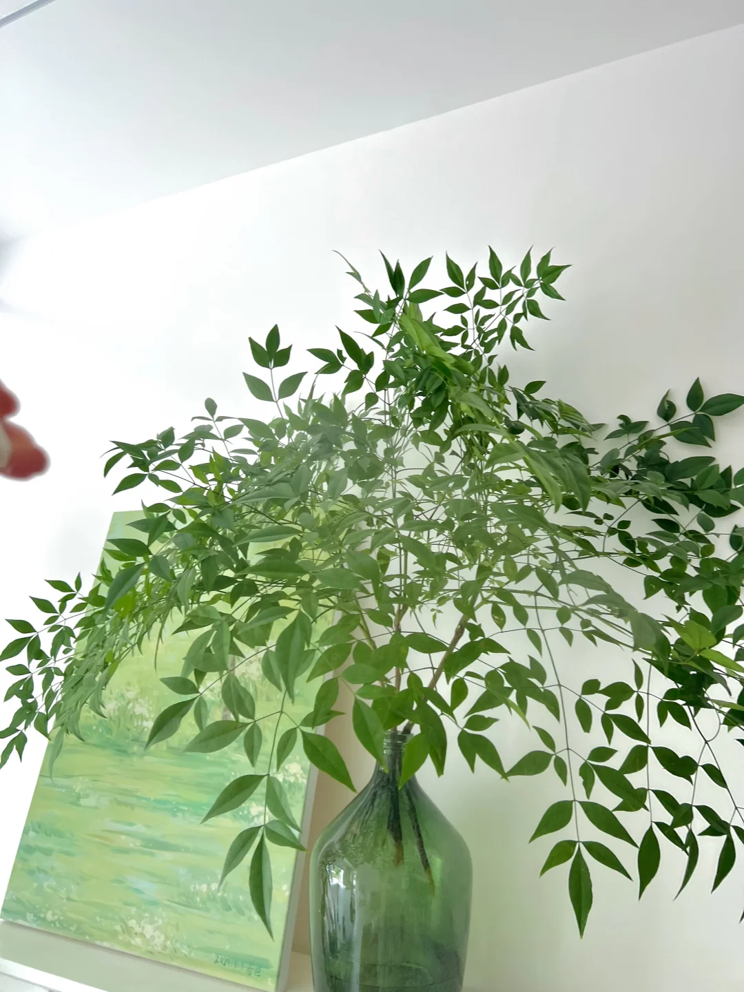 水培绿植、小清新、适合办公室养护的绿植🌿