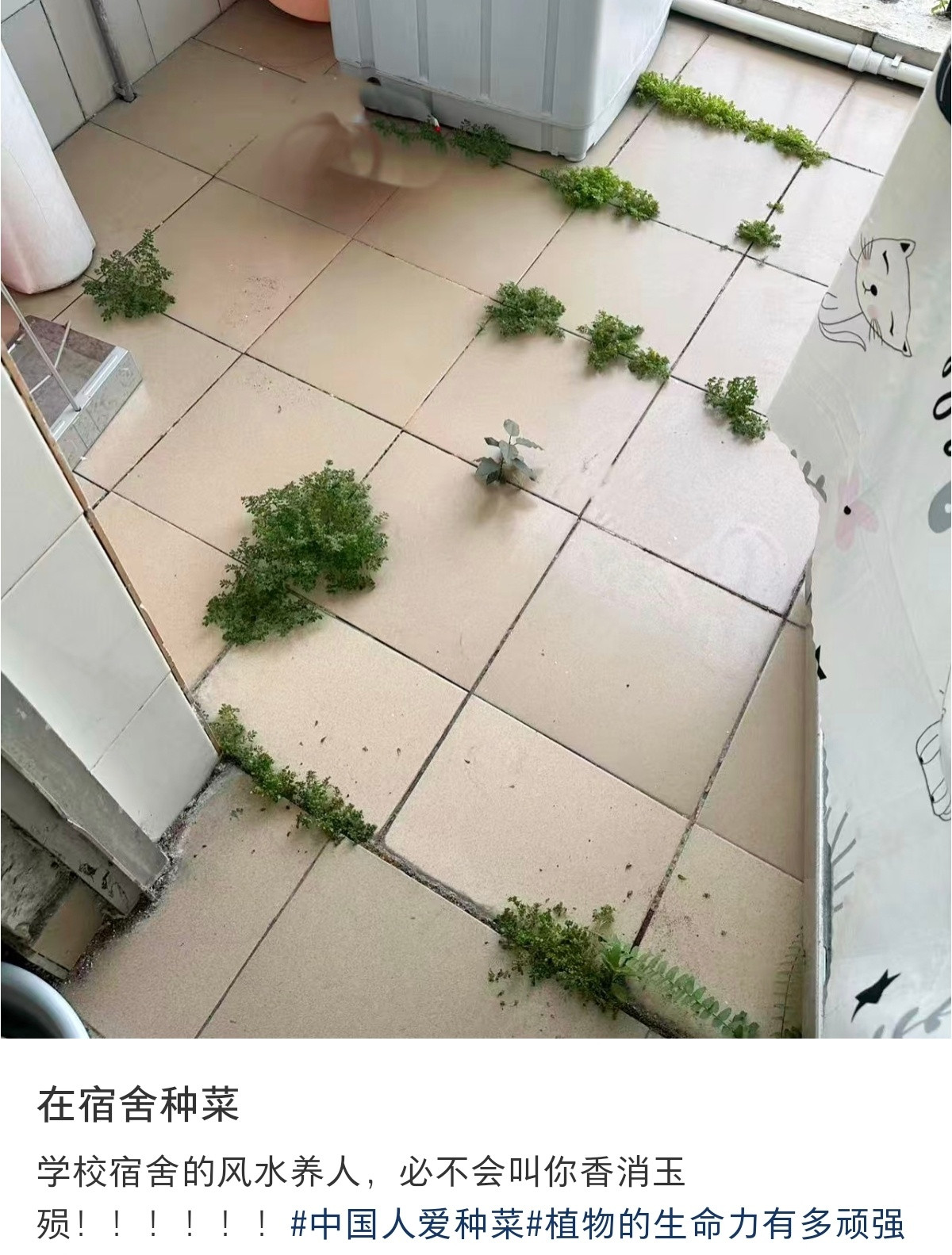 学校明年的招生标语，校园绿化率已覆盖宿舍​​​