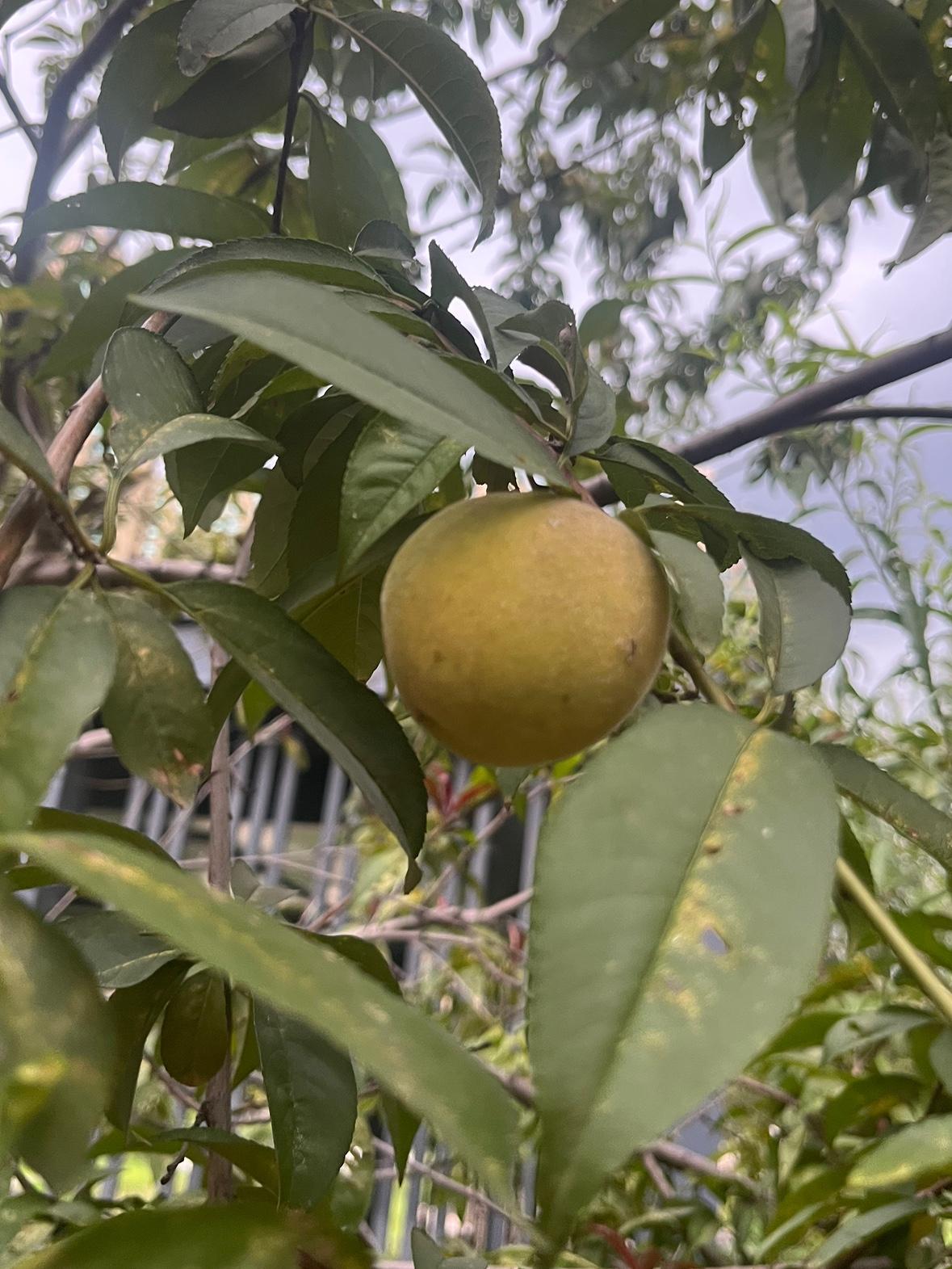 公园随意拍下的花草，树木。桃树上有桃子就是不能吃，公园里的桃子长不大，都被虫子