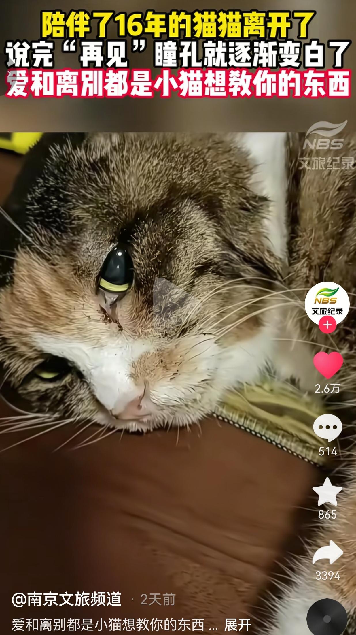 我从来不信什么万物有灵，直到看完这只小猫的故事，鼻子酸了好久。小猫今年已经