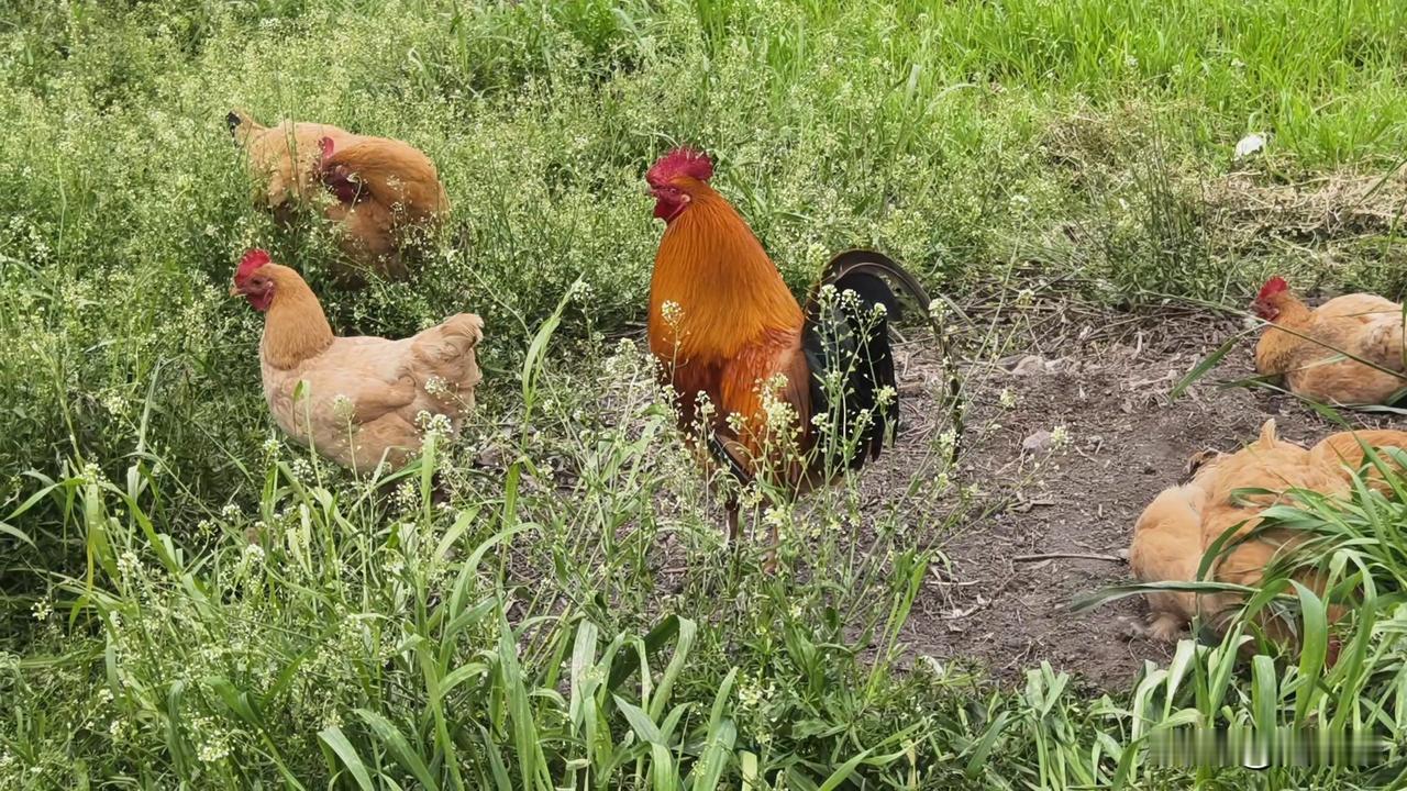 我妈在乡下养了12只土鸡，从2月初进入产蛋高峰期后，每天产蛋8到10个，一直到今