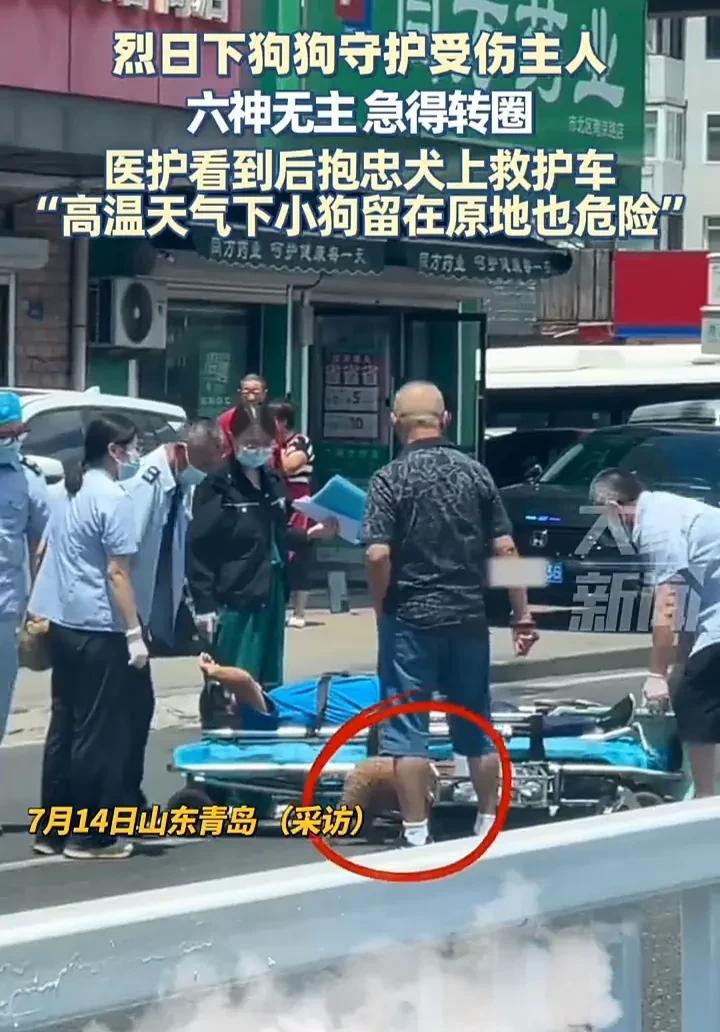 看哭了！7月14日，山东青岛一处街头，一名男子骑电动车时不慎摔倒受伤，他的泰迪犬