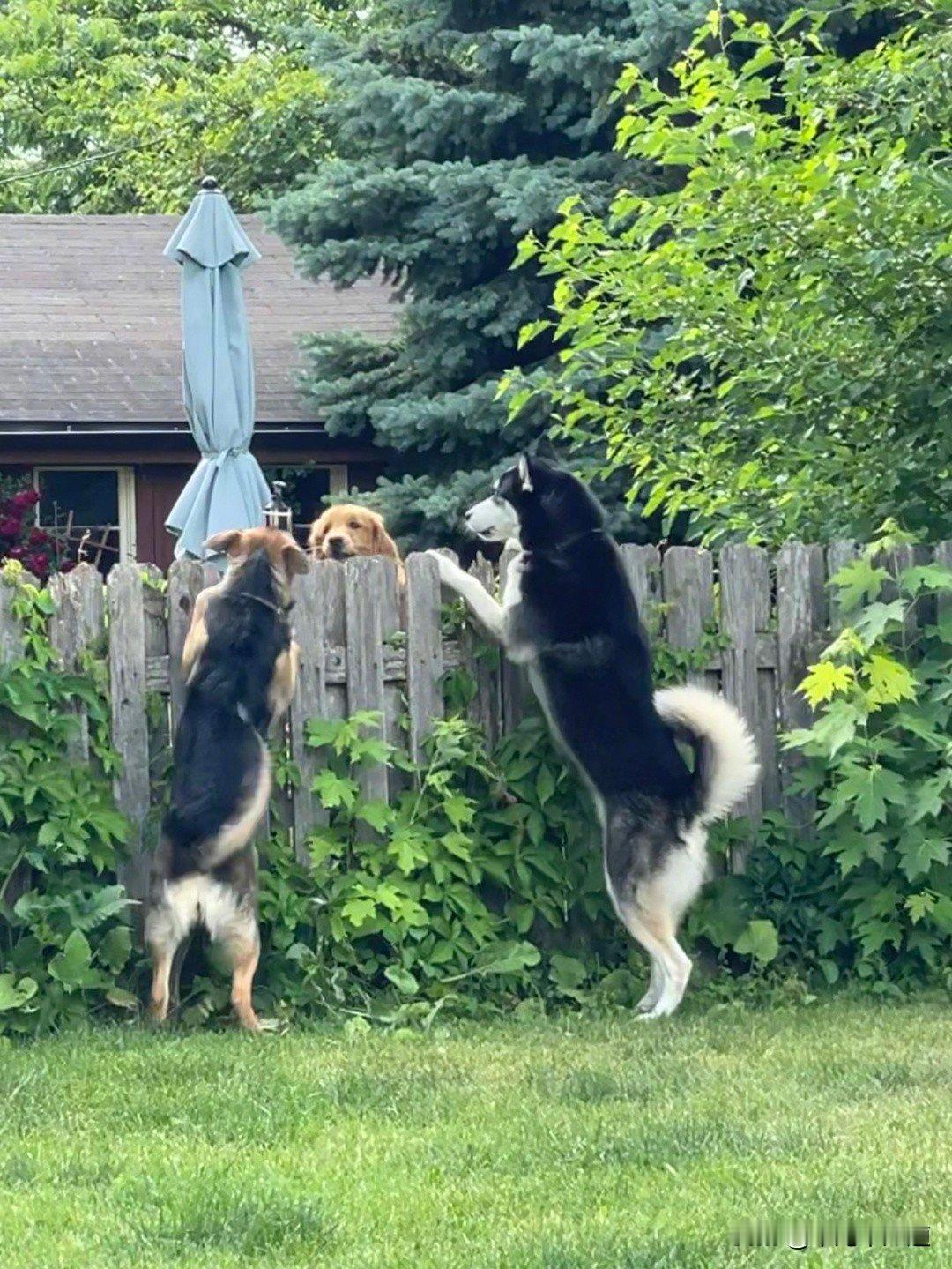 小狗开会，在密谋什么