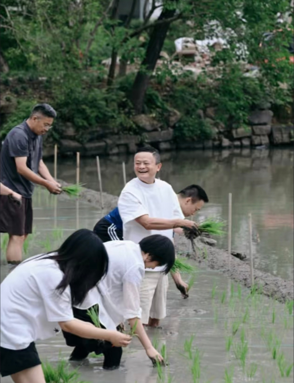 马云带着一群高管去插秧