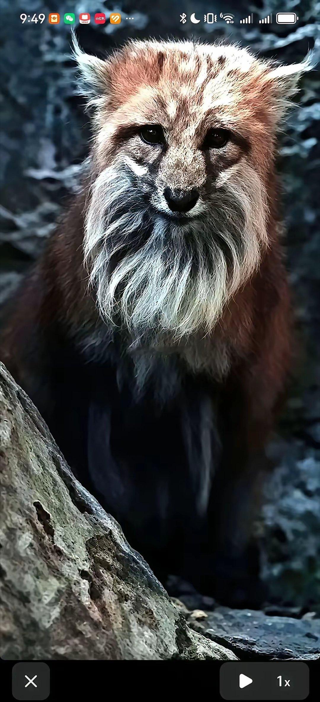 这，就是狐仙