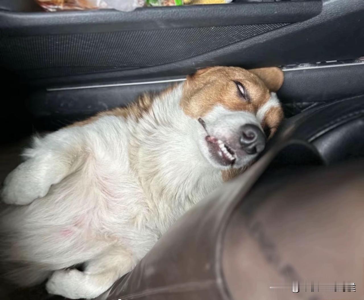 开车出门，切勿带狗！跟两个男女同事一起去黄河边吃饭，我开车，男同事带上了他的狗