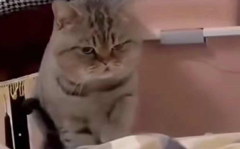 一只小猫咪因为掉毛，所以它的主人不让它上床，可是好不容易不掉毛了，小猫小心翼翼地试探，结果还是不让上