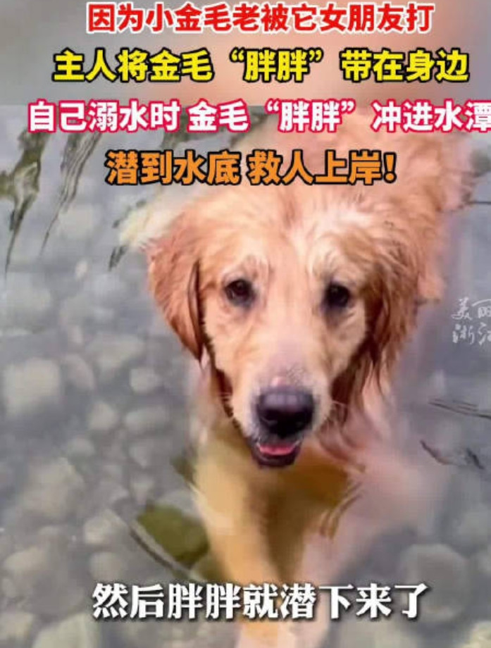 “电视剧都不敢这么演！”近日，湖北，男子家中的母狗怀孕后，经常欺负另一只公狗，于