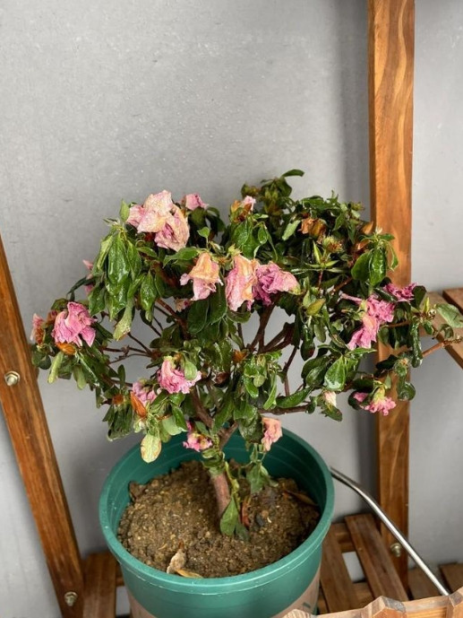 花花草草养的好不好，跟养花人的磁场有关吗？