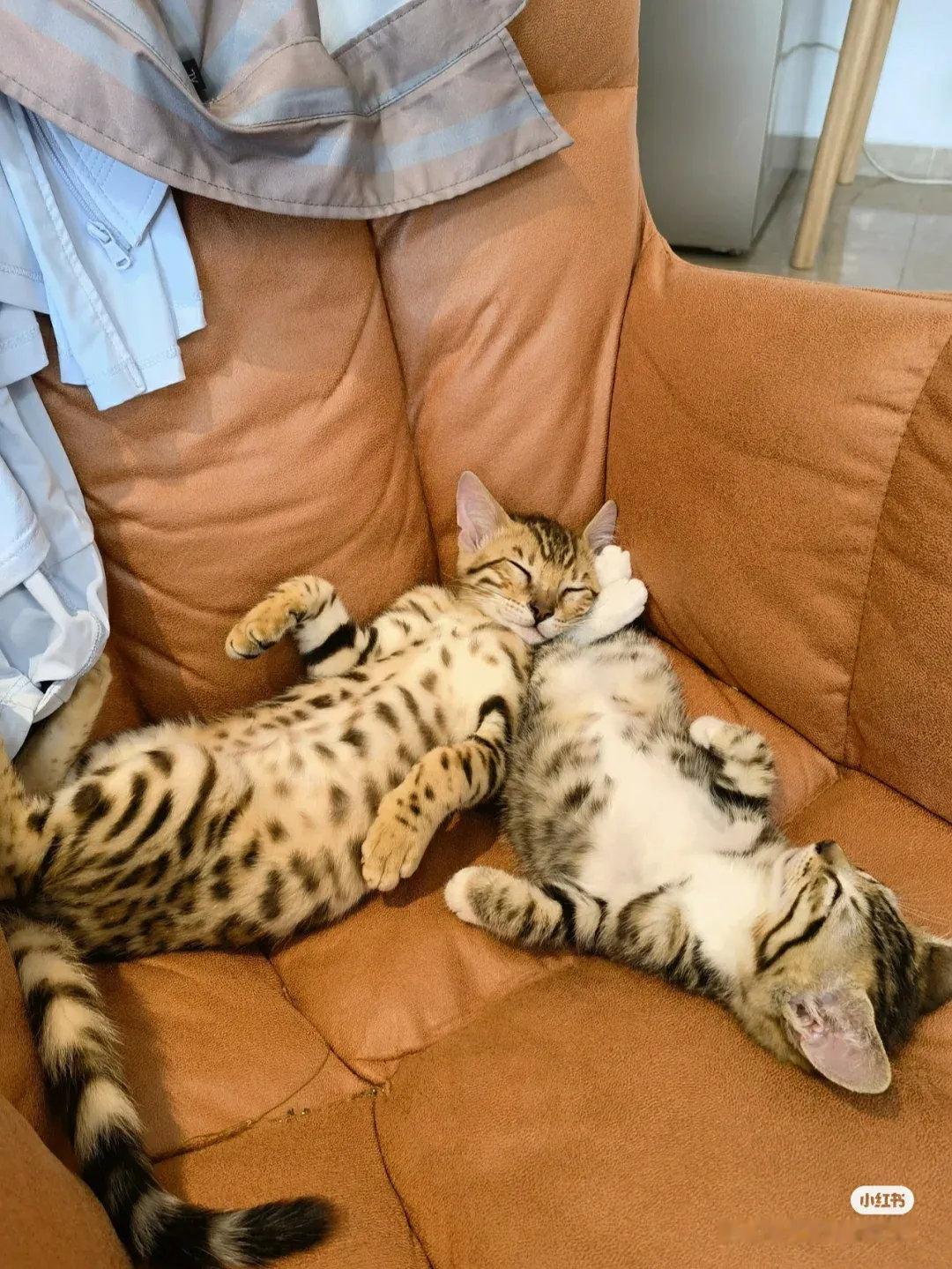 它不粘我，粘猫！它睡觉就非得找一个猫一起挨着睡，抢摇摇椅，抢小板凳，小的还可以一