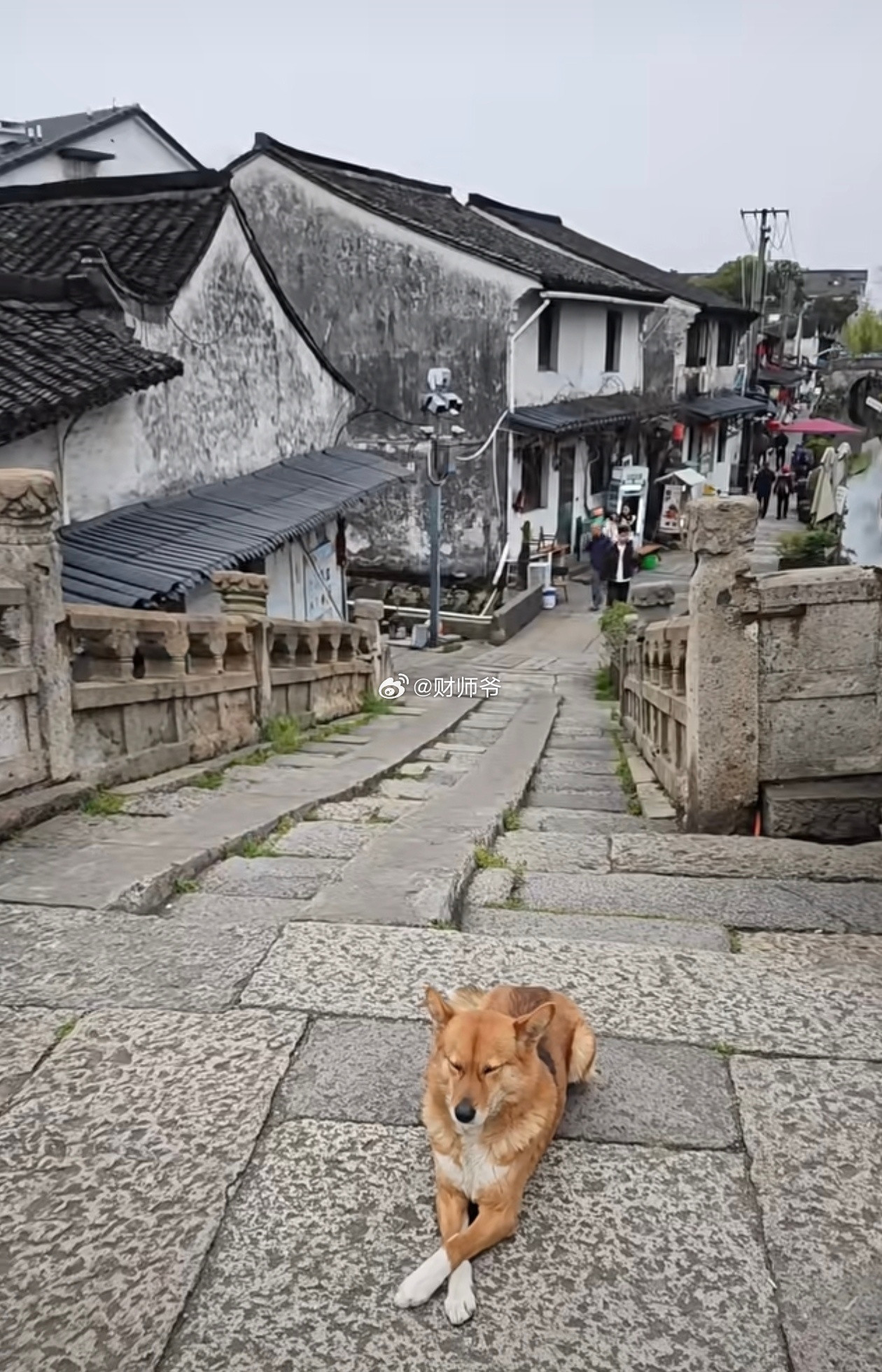绍兴八字桥的这只狗子叫“松弛狗”，成了网红，因为它太松弛了，每时每刻都很松弛，打
