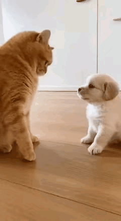 救命！这只猫的反应速度，简直是“猫界闪电侠”！说它反应一流，都怕委