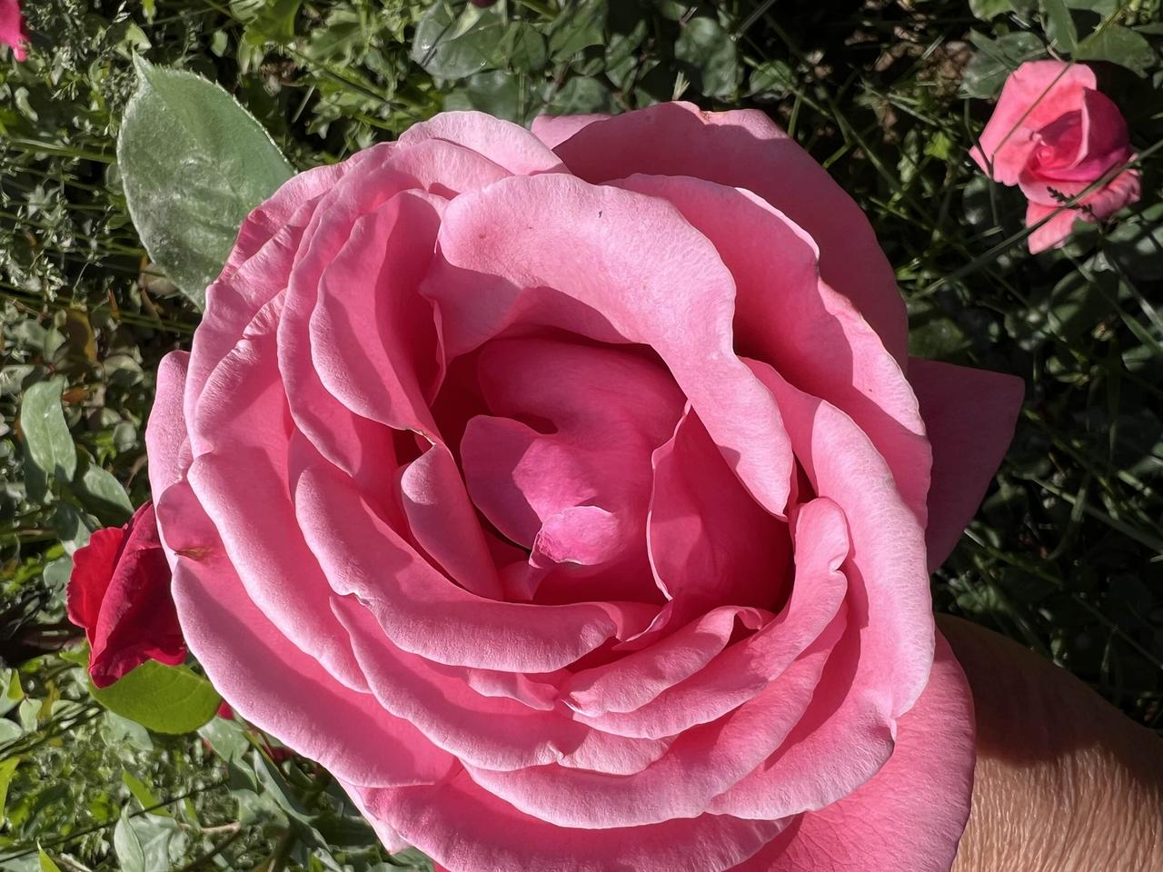 今天来永登看月季花在这个玫瑰园看到了这么多的月季，有大红色的也有粉红色的，但是园