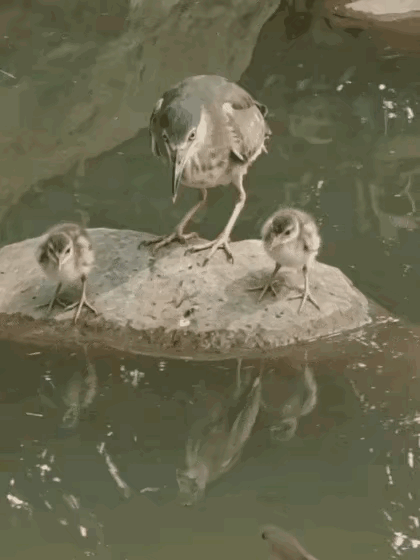两个鸟宝宝好乖呀